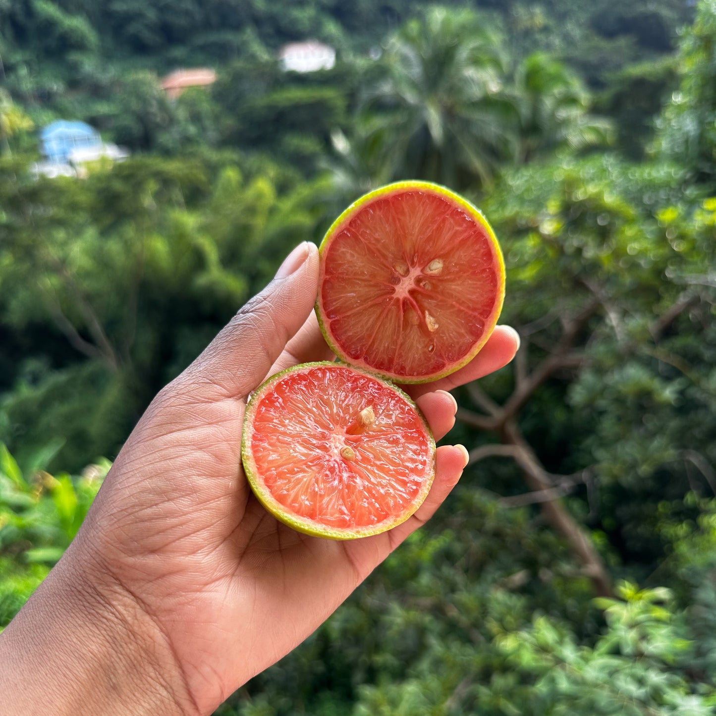 blood orange peel