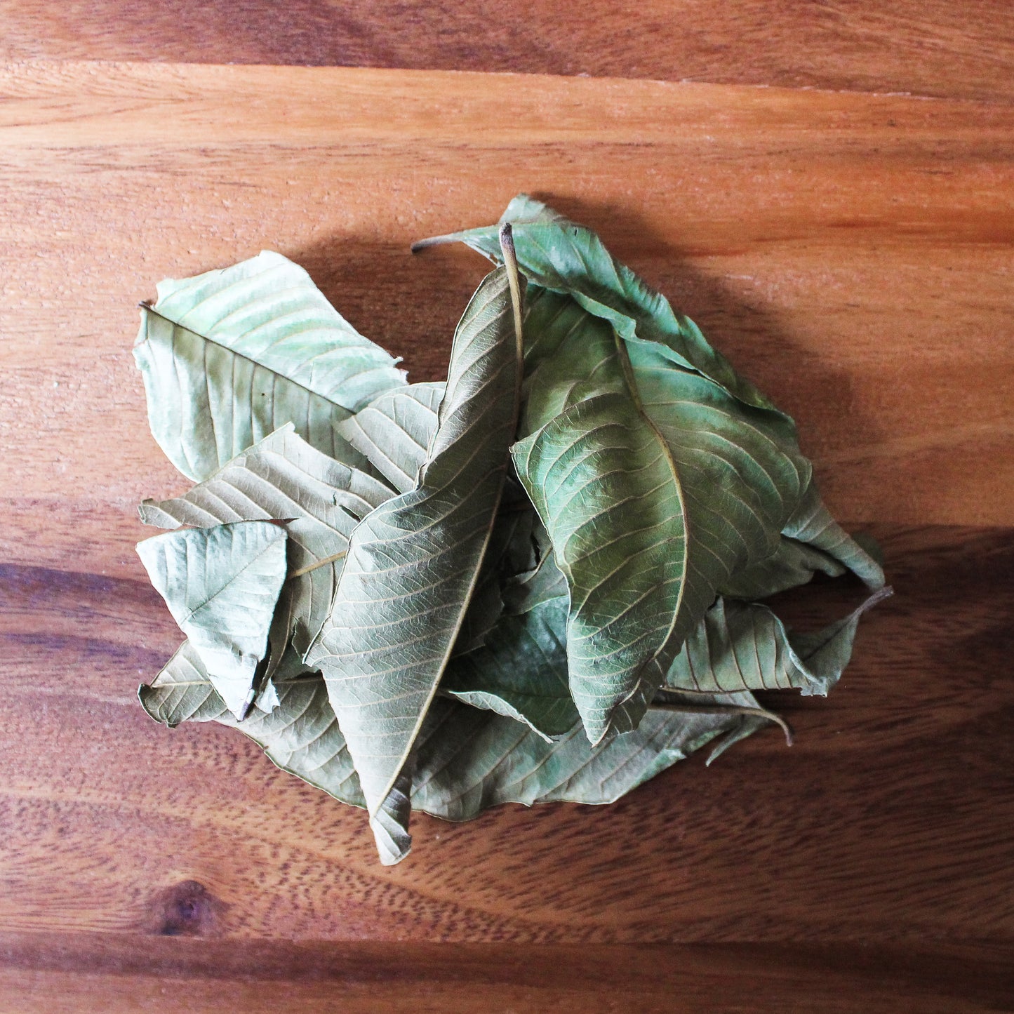 guava leaf