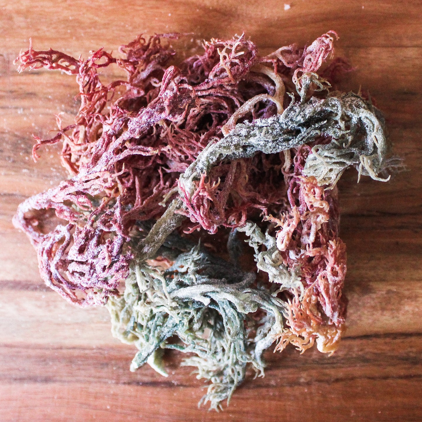 multi colored sea moss