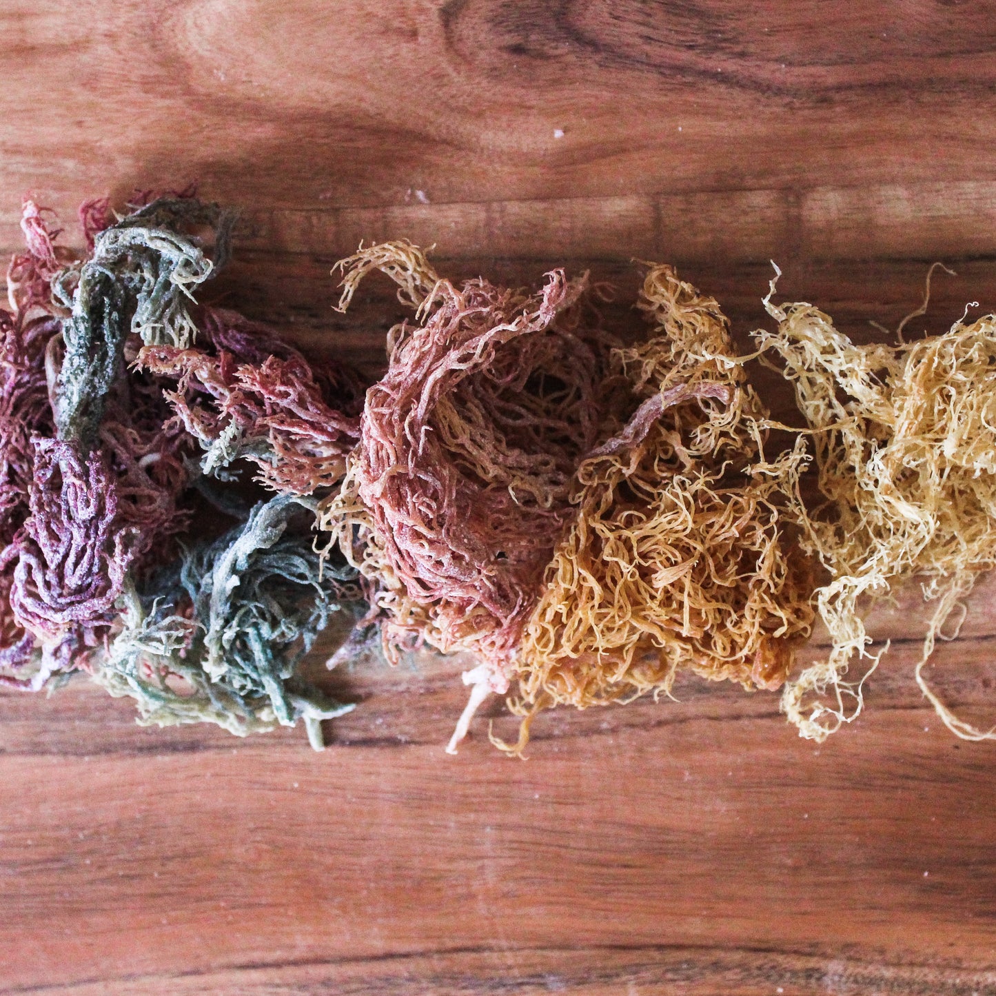 multi colored sea moss